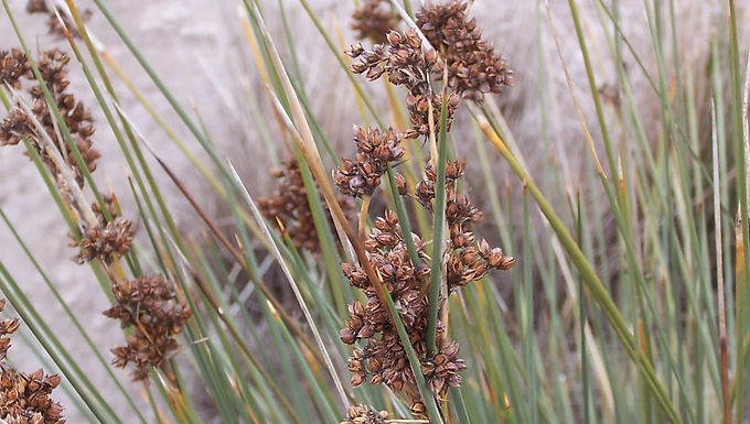Isolepis nododa