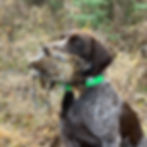 Friedelsheim's Fortitude grouse