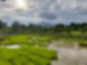Rice-farmers-Kampot-Cambodia.jpg