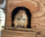 Foxtail, the prairie dog