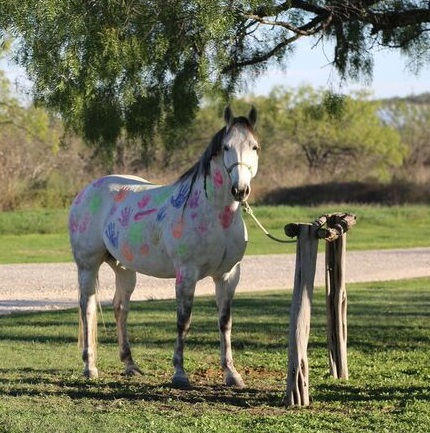 Painted Horse Cropped