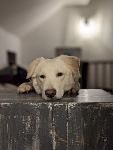 Miniature : Léon ♂️
