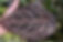 DFX_6488.JPG
