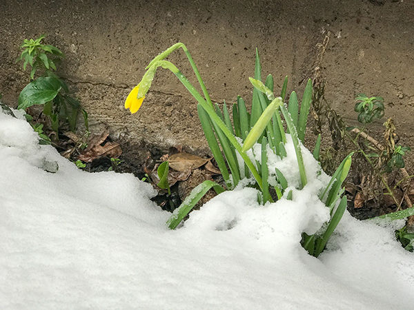 Spring Hope