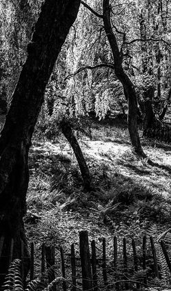 Forest Light