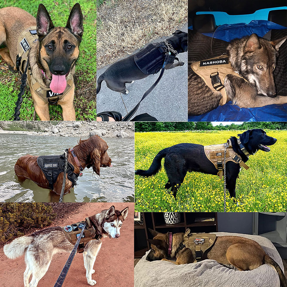 Thumbnail: Military Large Dog Harness Pet German Shepherd Malinois Training Vest Tactical 