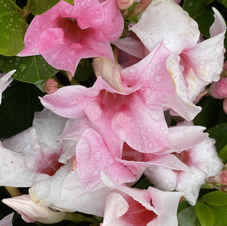 Dipladenia