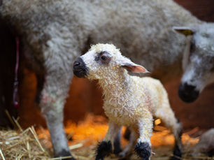 A newborn Teeswater lamb