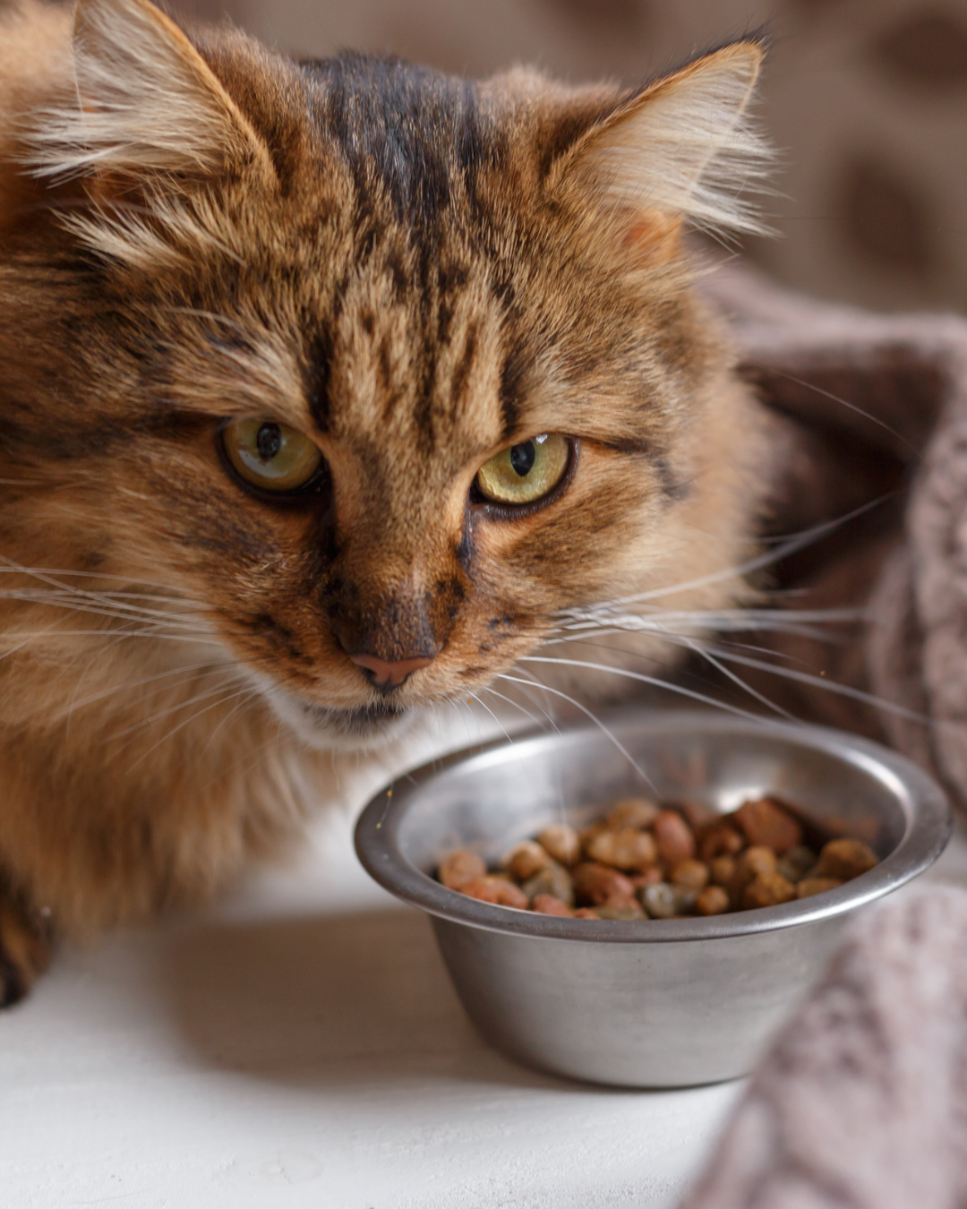 The Bowl & Belly Fund