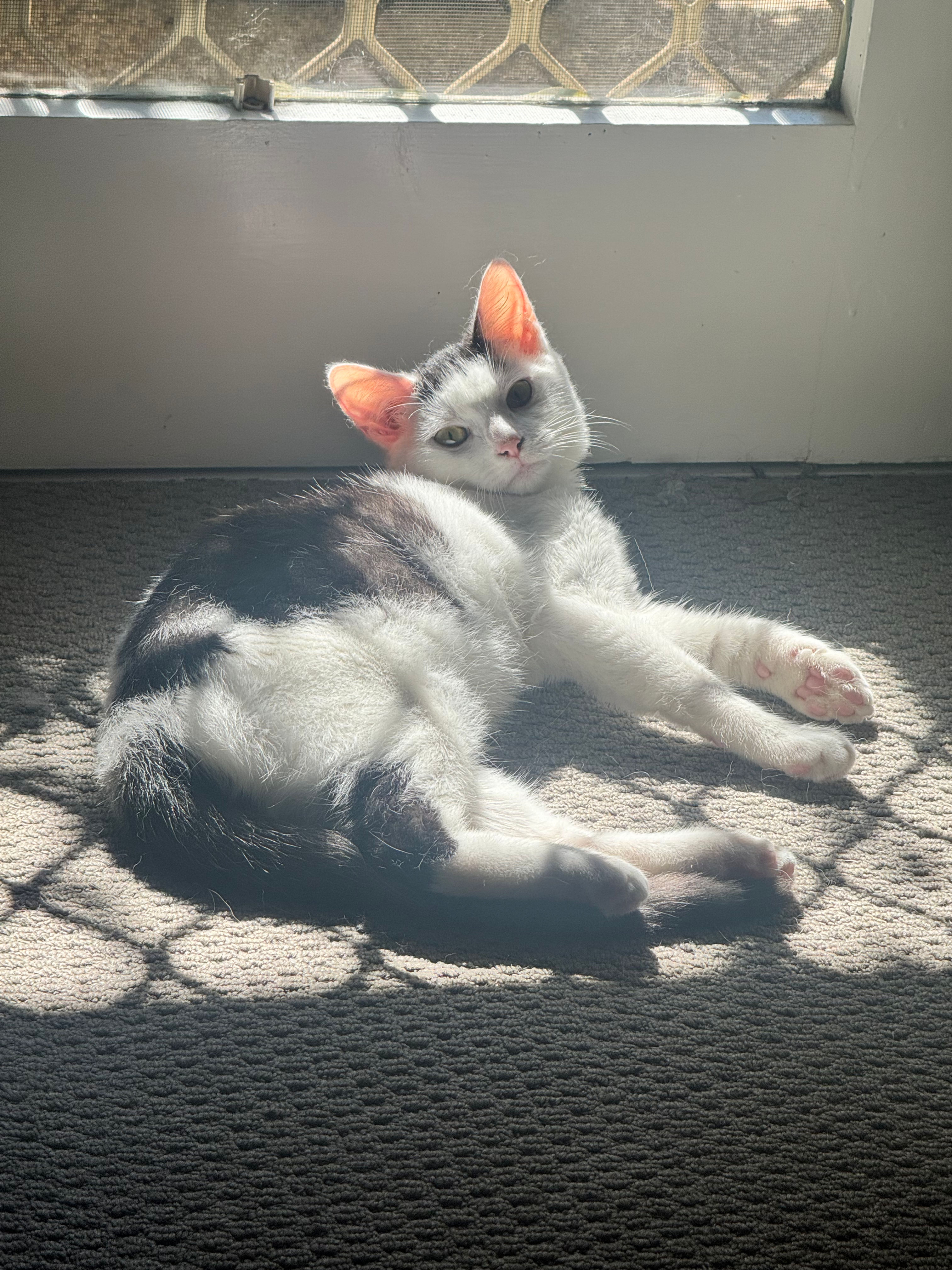 Stella (Satellite)