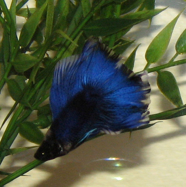 "Blue" - BEFORE