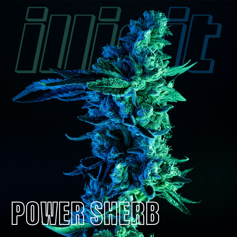 Power Sherb weed strain from Illicit
