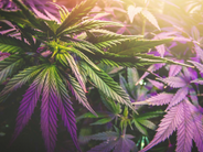  How Important are the Terpenes in Weed?