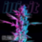 Illicit Clementine Flower Two Tone Color