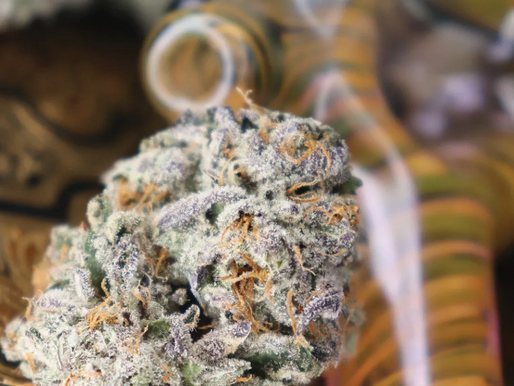 Illicit Purple Chem Strain Review