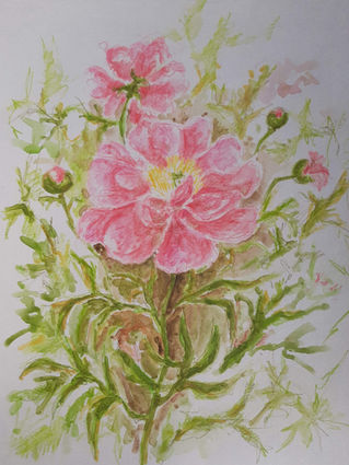 Legion of Honour Peony