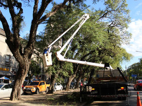 Secretaria de Serviços Urbanos realiza podas na Redenção