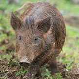 hog