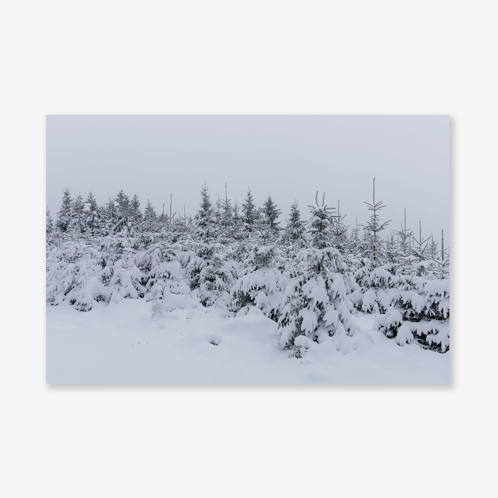 00060 Fine Art Print