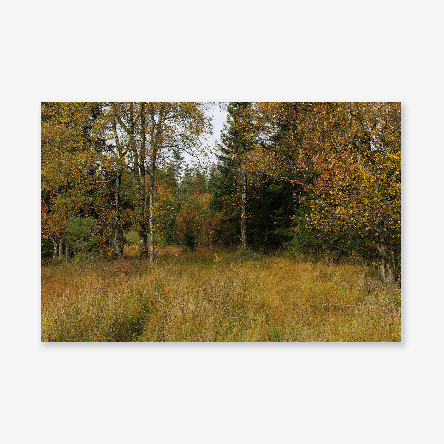 00110 Fine Art Print