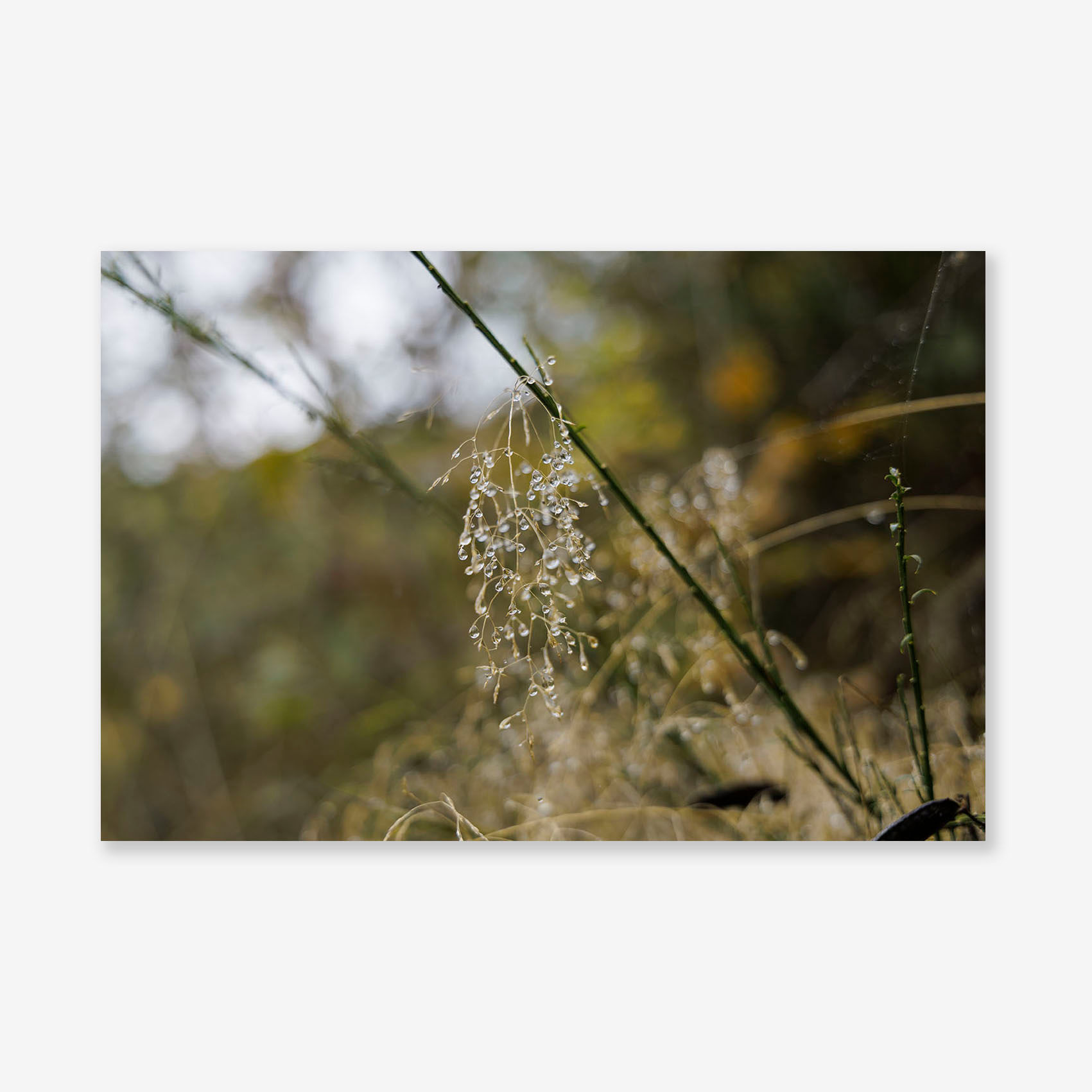 00190 Fine Art Print