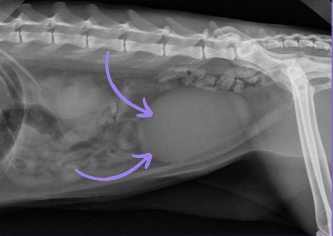 Radiografía de un gato del caso clínico de estrés en gatos y sistema urinario.