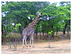 Girraffe in Africa