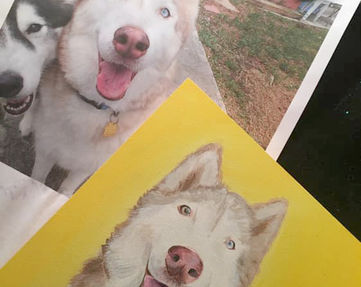 Side by side comparison - Siberian Husky