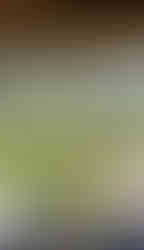 A Disney cast member in a green uniform gestures toward a giraffe in the distance, which is standing under a large tree with sprawling branches in the open savanna.