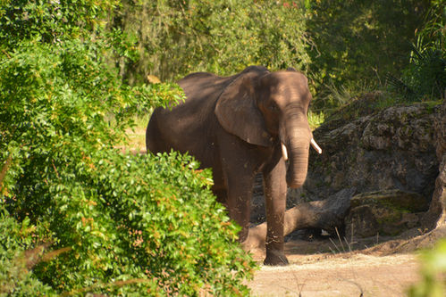 Elephants Encountered on Wild Africa Trek at Disney's Animal Kingdom Theme Park
