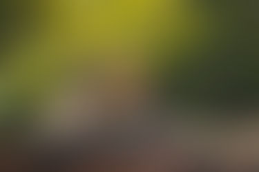 Lion Encountered on Wild Africa Trek at Disney's Animal Kingdom Theme Park