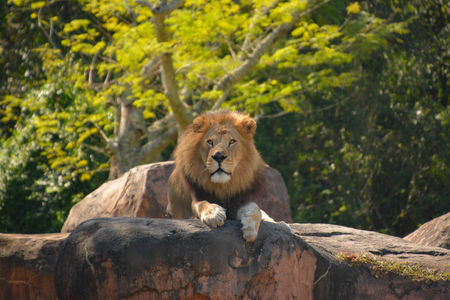 Lion Encountered on Wild Africa Trek at Disney's Animal Kingdom Theme Park