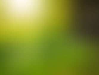 Terapia com Floral de Bach