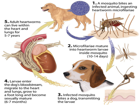 Heartworms in Dogs: What Every Dog Owner Must Know to Protect Their Best Friend