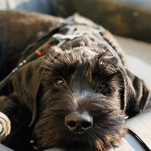 Riesenschnauzer Baby liegt