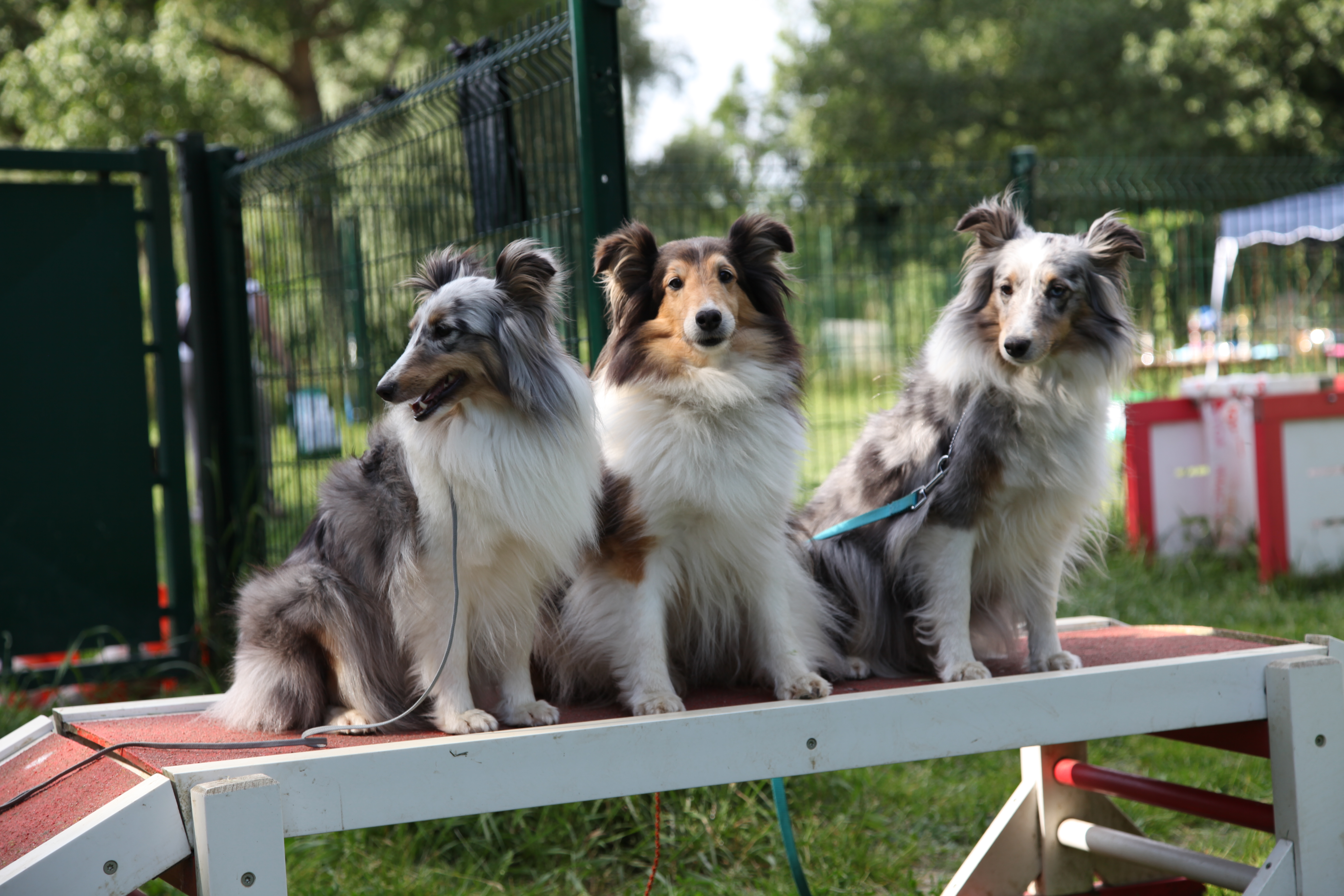 Shetland Club De France