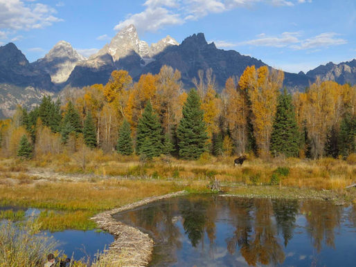 Crimson leaves begin to change, overlooking lakes and mountains in Grand Teton National Park.