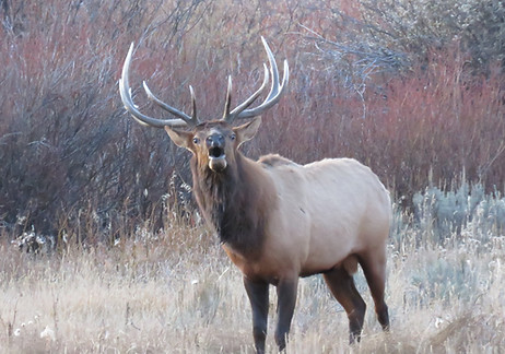 Yellowstone tour Bull Elf