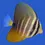Miniatura: Sailfin Tang