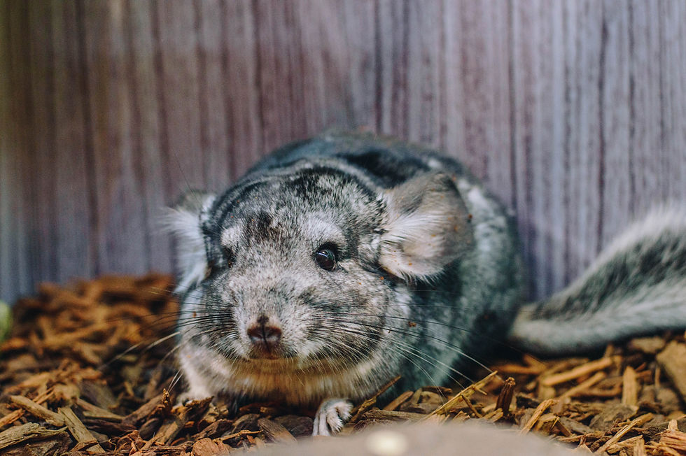 Miniatura: Chinchilla