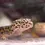 Miniatura: Gecko leopardo