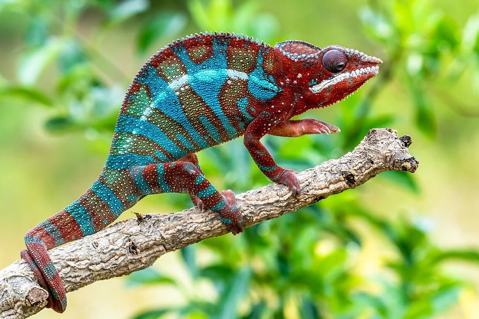 Camaleon Pantera