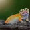 Miniatura: Gecko leopardo