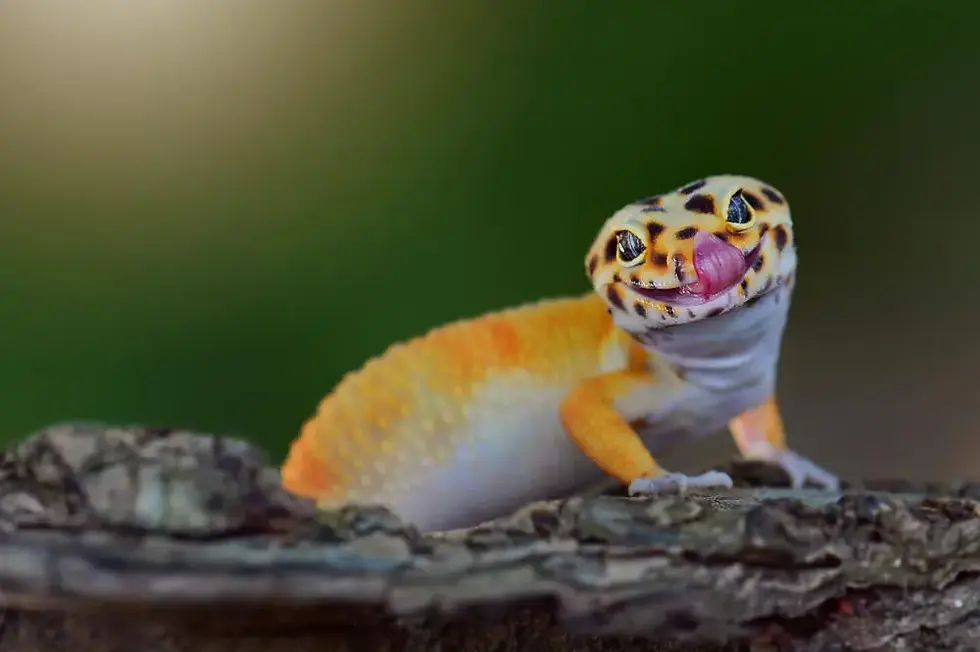 Gecko leopardo