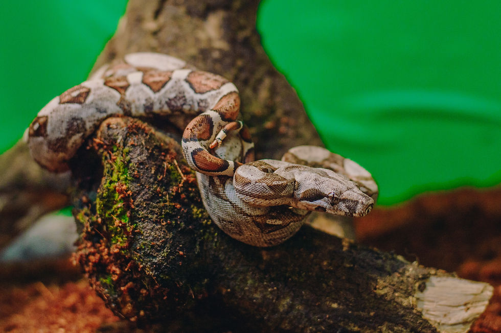 Miniatura: Boas constrictor