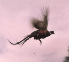 Faisán común volando