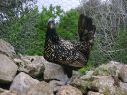 Gallina Sebright dorada