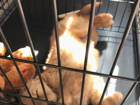 Tips for Crate Training Your Puppy