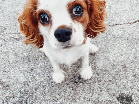 Puppy Housebreaking Tips