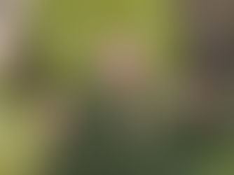 The Living Art of Roberto Burle Marx no Botanical Gardens